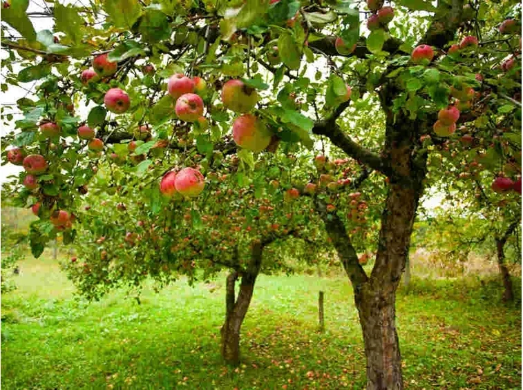 Albero da frutto