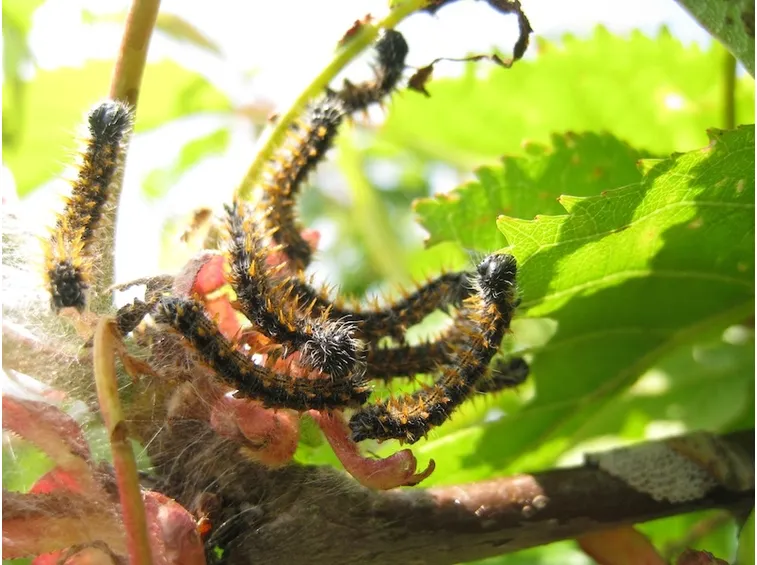 Malattie parassiti frutta