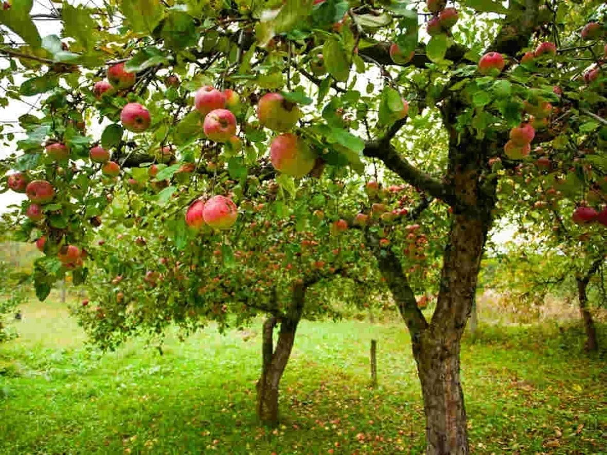 Albero da frutto