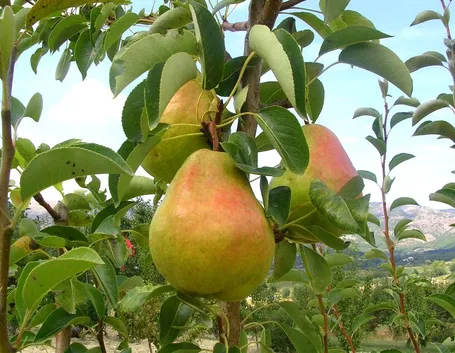 frutta, pera