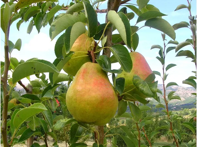 frutta, pera