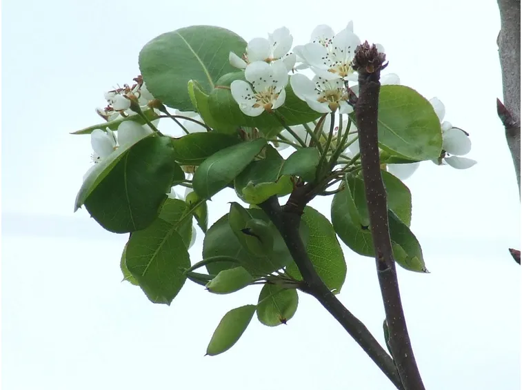 fiori albero di pero