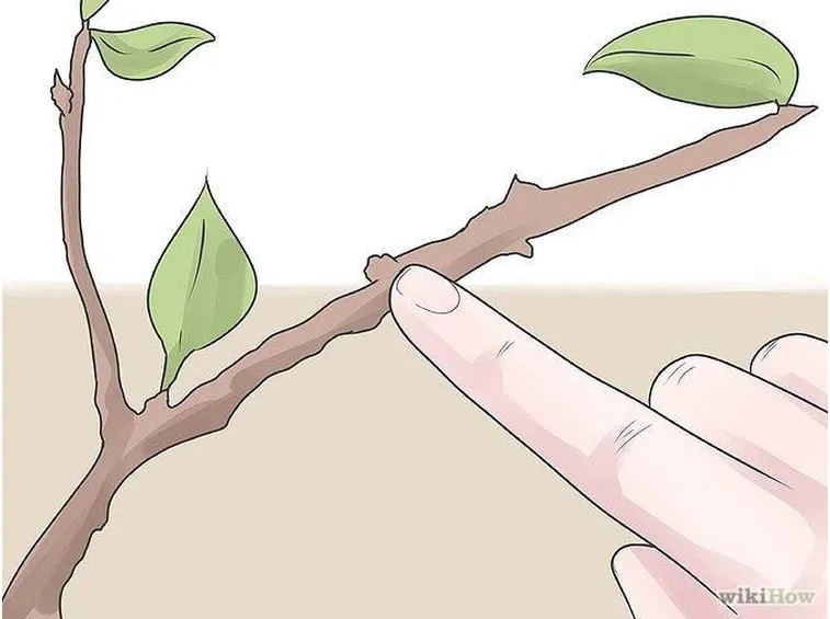 Potatura albero di pero