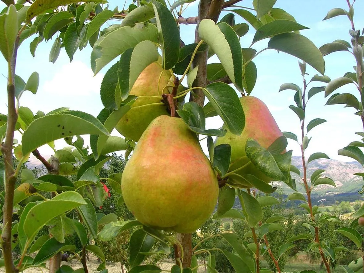 frutta, pera