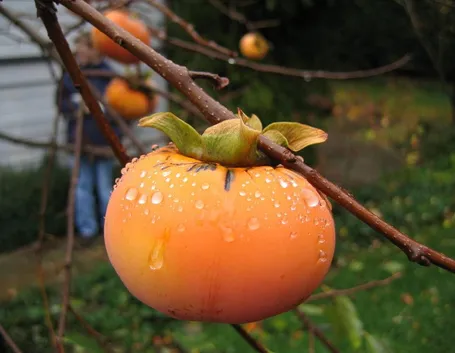 Esempio di albero di cachi in inverno