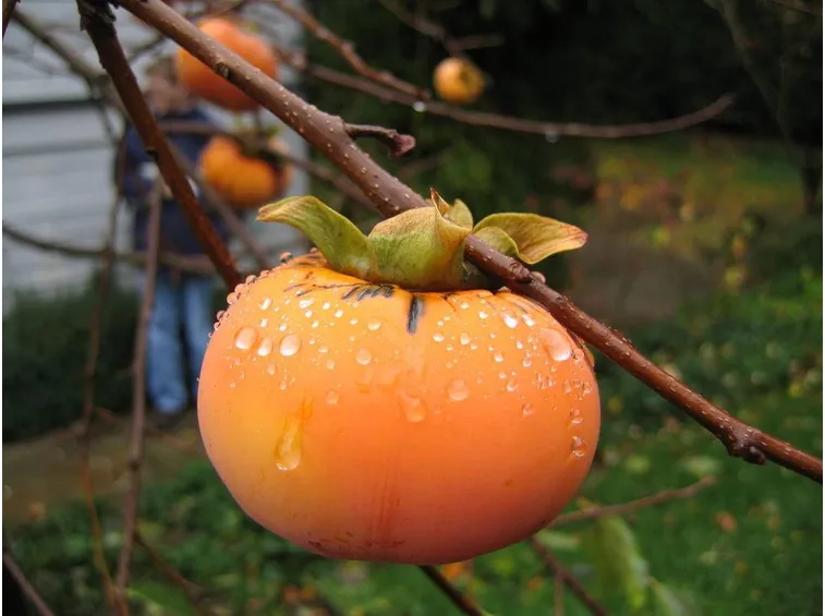 Esempio di albero di cachi in inverno