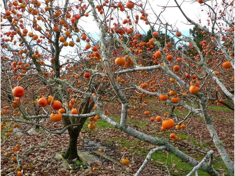 Immagine dei cachi sull'albero