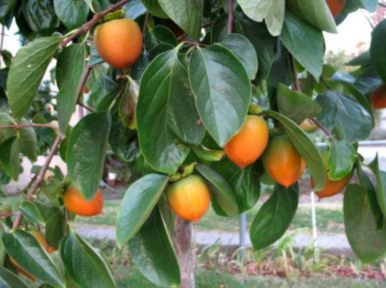 Particolare di un frutto raccolto