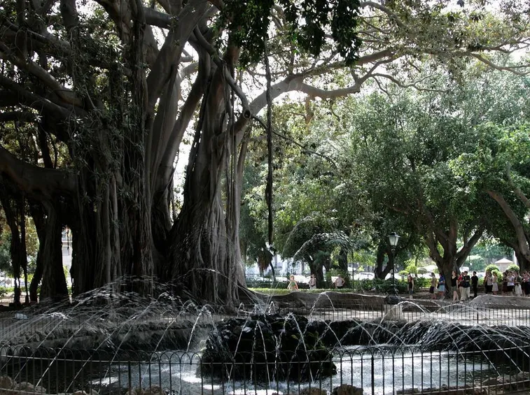 Il ficus del Giardino Garibaldi