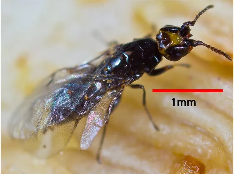 Blastophaga psenes