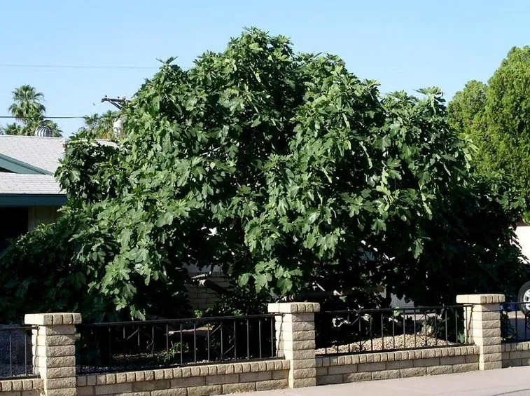 Adulto di Ficus carica