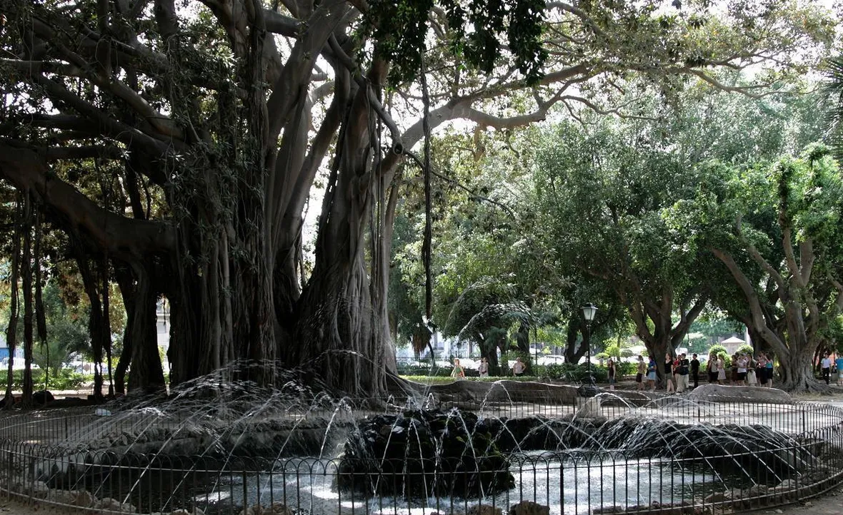 Il ficus del Giardino Garibaldi