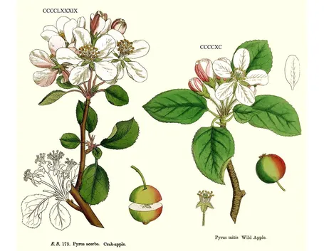 Disegno botanico di fiore di melo selvatico e di fiore di melo domestico