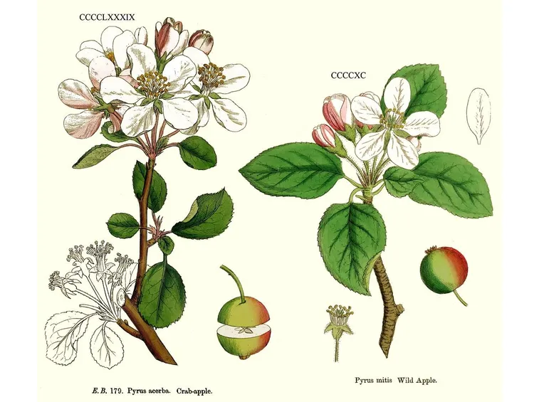 Disegno botanico di fiore di melo selvatico e di fiore di melo domestico