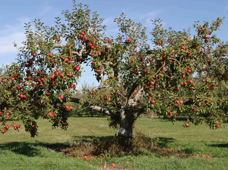 Albero di mele carico dei suoi frutti