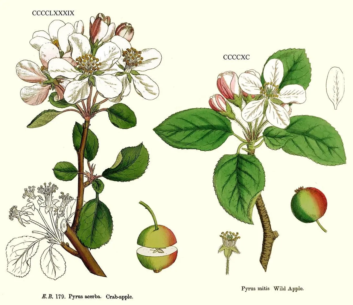 Disegno botanico di fiore di melo selvatico e di fiore di melo domestico