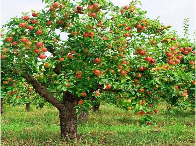 Albero delle mele