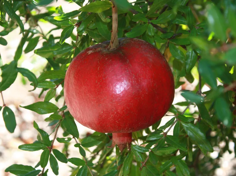 Melagrana appesa all'albero