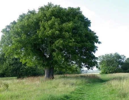 Albero di noce