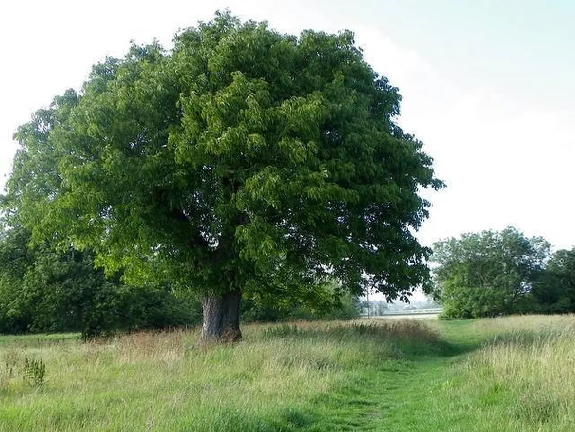 Albero di noce