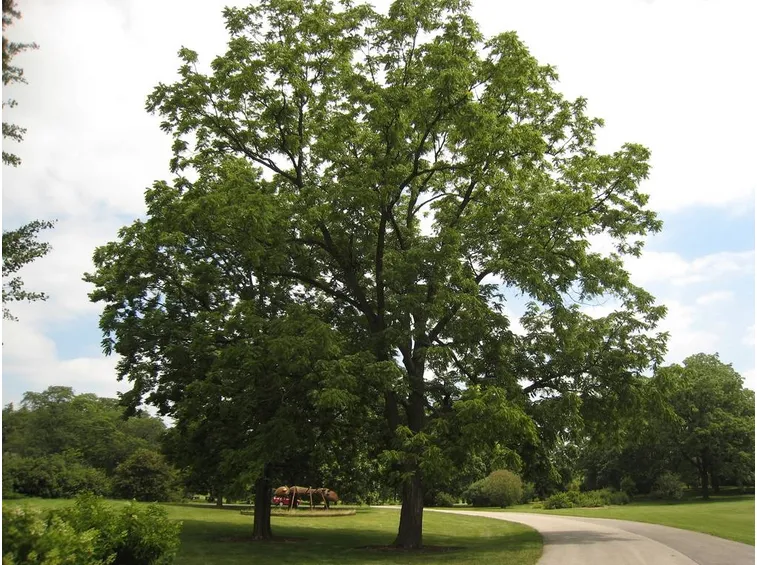 Esemplare di albero di noci