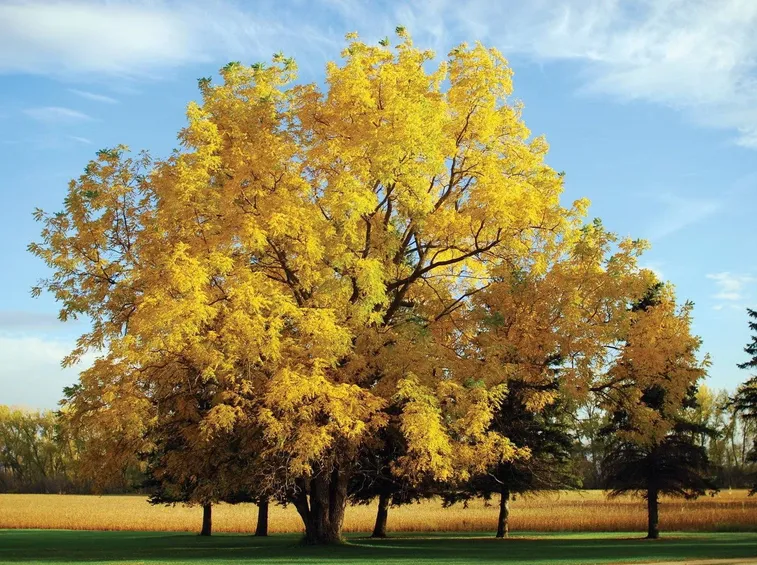 Albero di noci in autunno