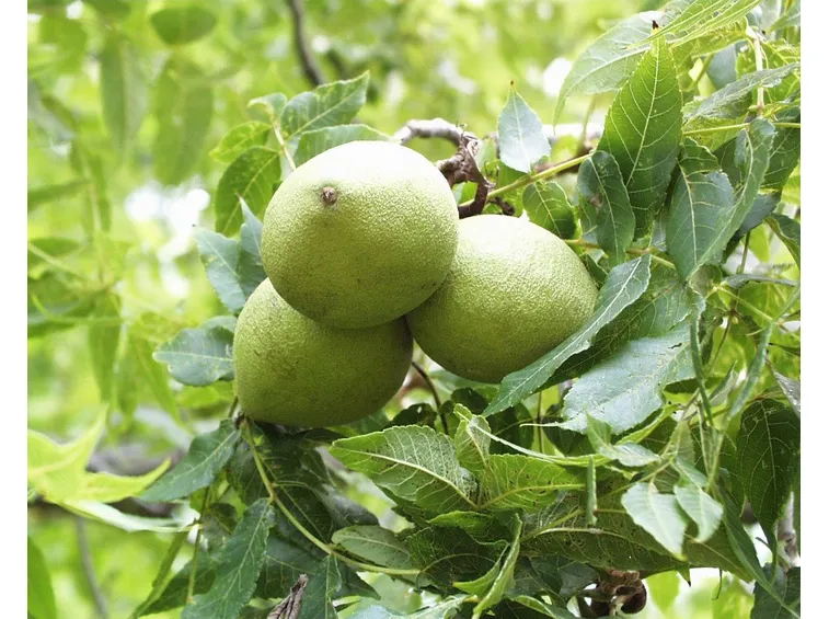 Particolare dei frutti sull'albero di noci