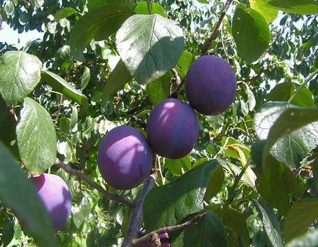 Albero di prugne
