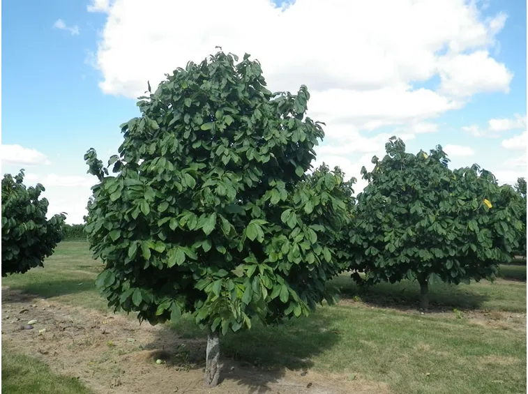 Alberi asimina triloba