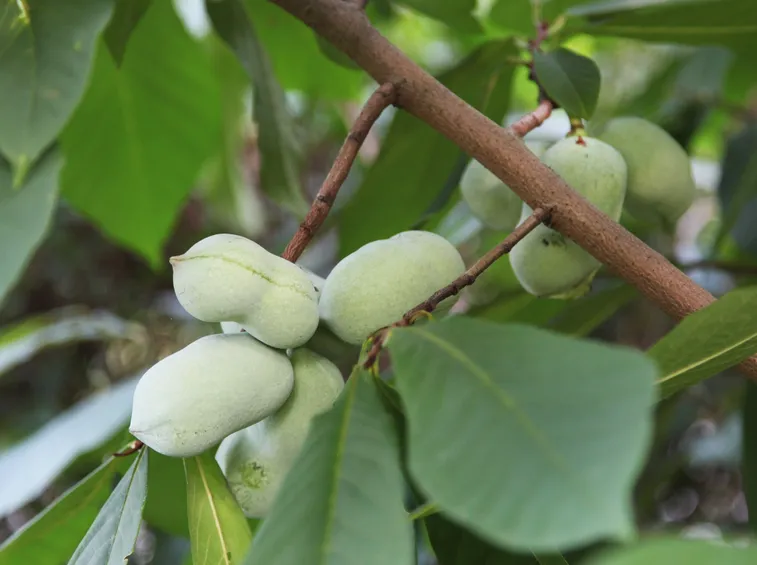 Frutti asimina triloba