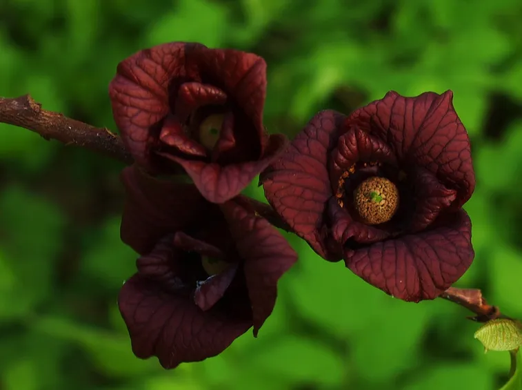 Fiori asimina