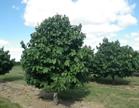 Banani montagna