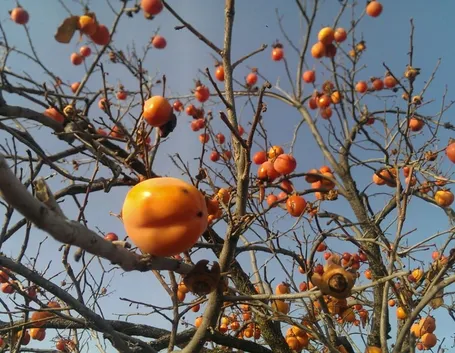 Albero cachi mela
