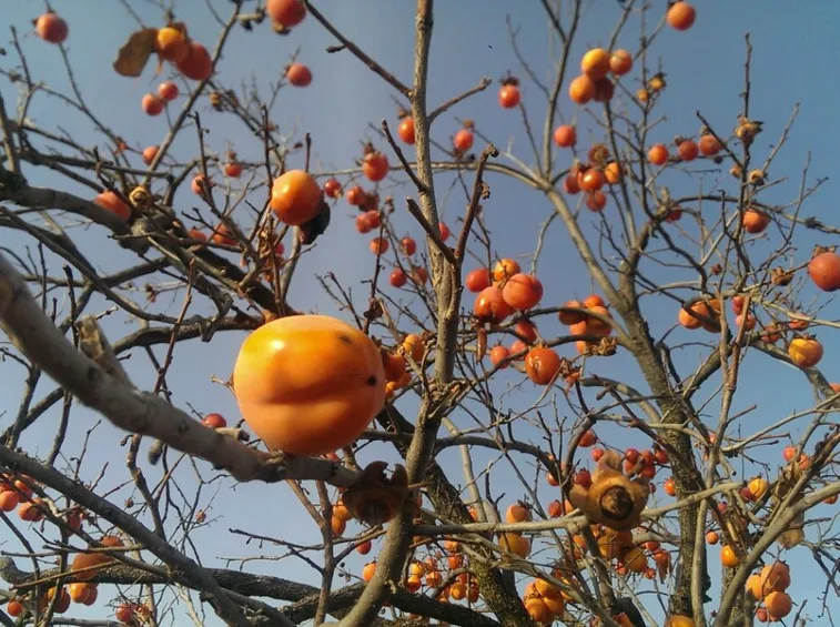 Albero cachi mela