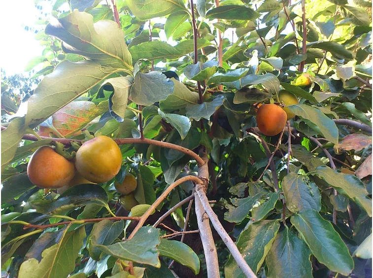Pianta cachi mela