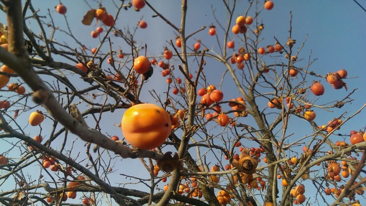Albero cachi mela