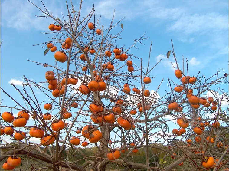 Varietà del cachi vaniglia in maturazione