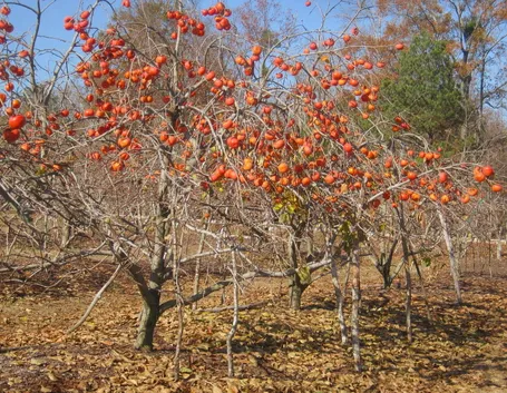 Pianta frutto cachi
