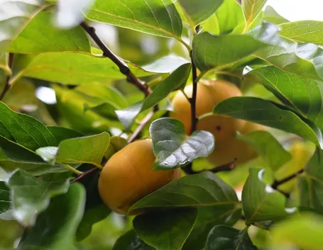 Albero di cacomela