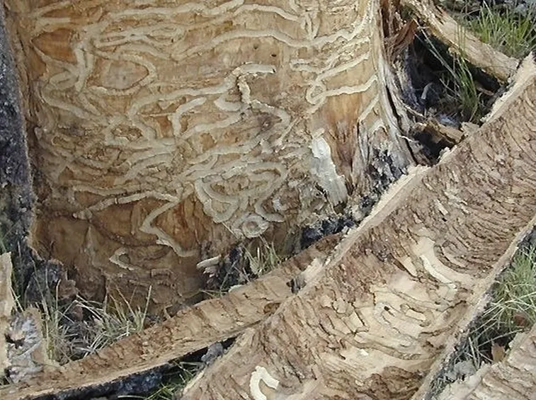 Albero castagno funghi