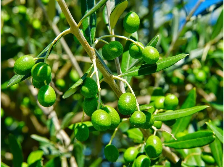 Olive verdi