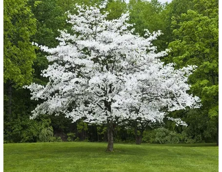 Albero corniolo fiore