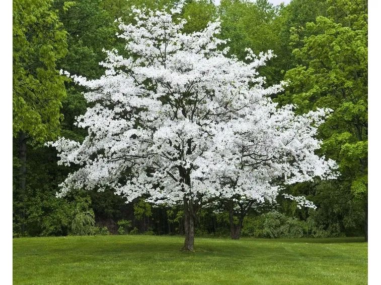 Albero corniolo fiore