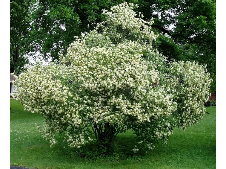 Albero adulto corniolo