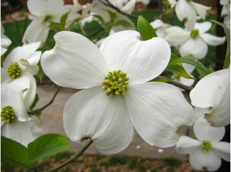 Frutti fiori pianta