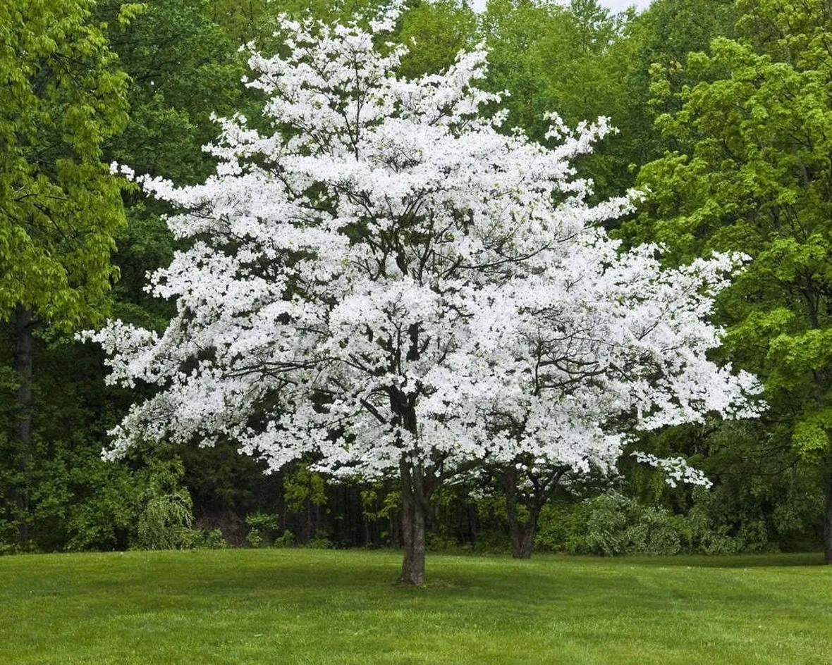 Albero corniolo fiore