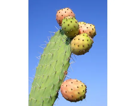 Pala di Fichi d'India con frutti
