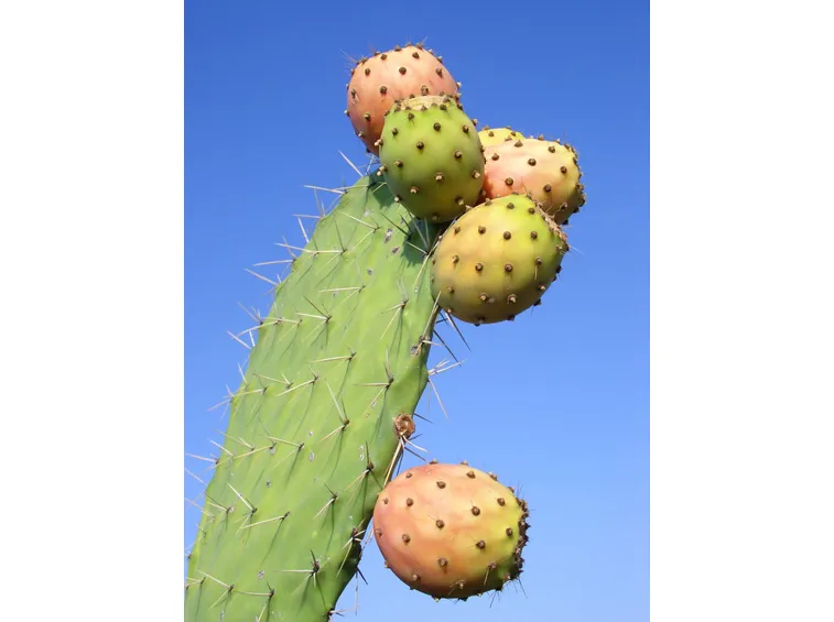 Pala di Fichi d'India con frutti
