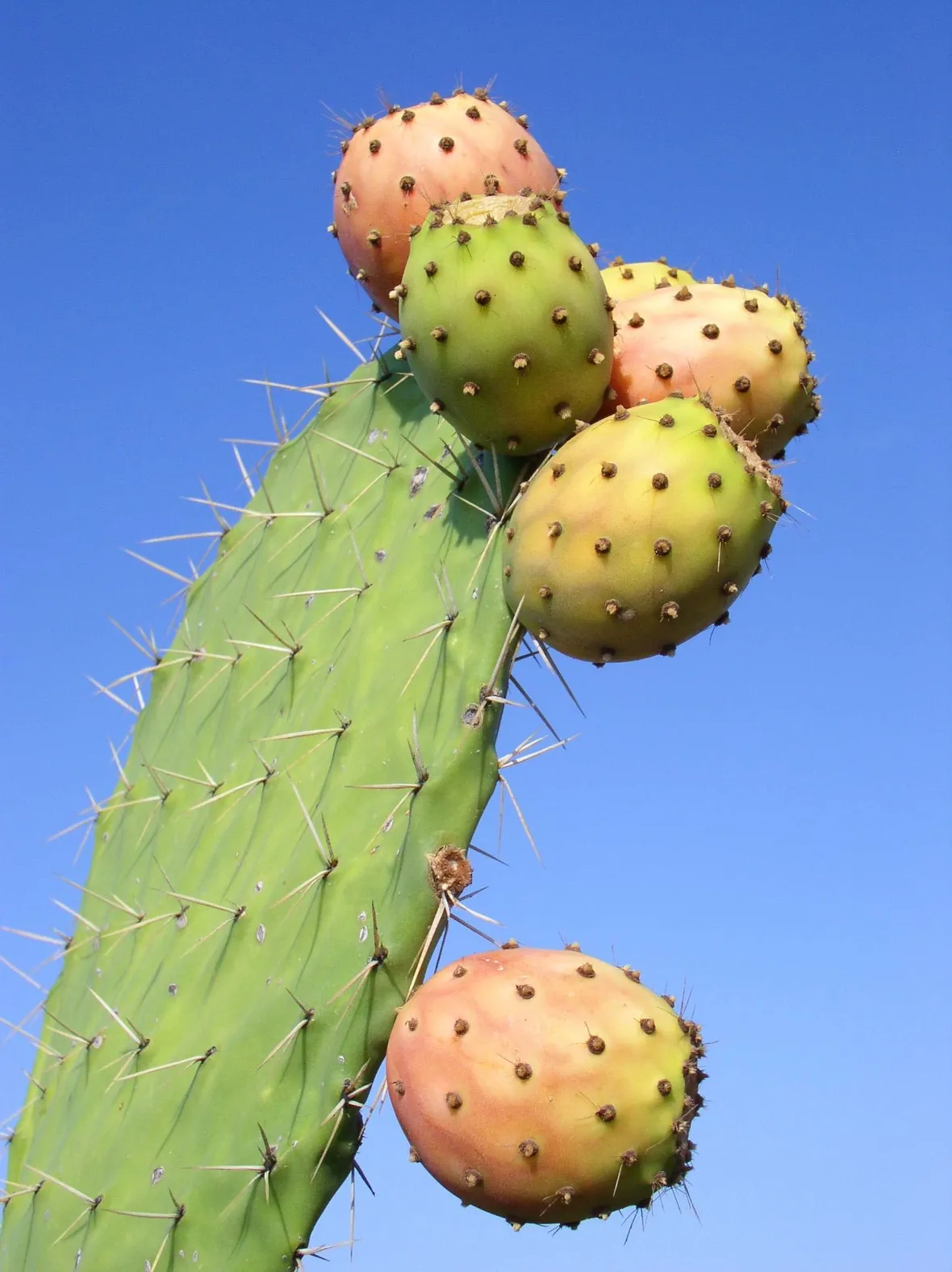 Pala di Fichi d'India con frutti