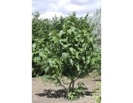 Giovane esemplare di albero di fico